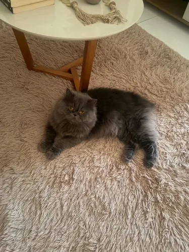 Gato persa pra doação,sem castrar