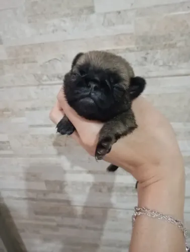 Pug fêmea e macho pra reserva garanta somente pra reserva seu amigão irá vermífugo