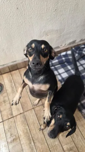 Lindos cachorros de porte pequeno ja castrados.