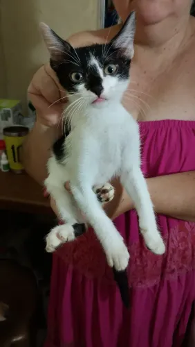 Gatos para adoção