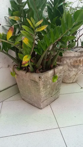 Vendo 2 vasos com plantas