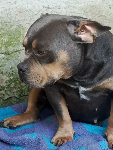 American Bully fêmea pocket