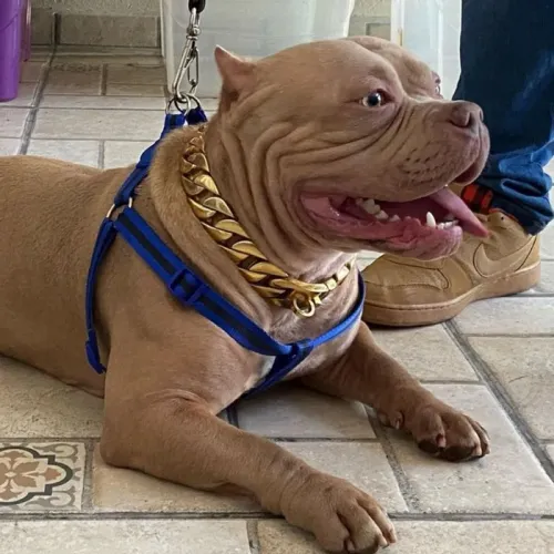 Pit bull fêmea doacao