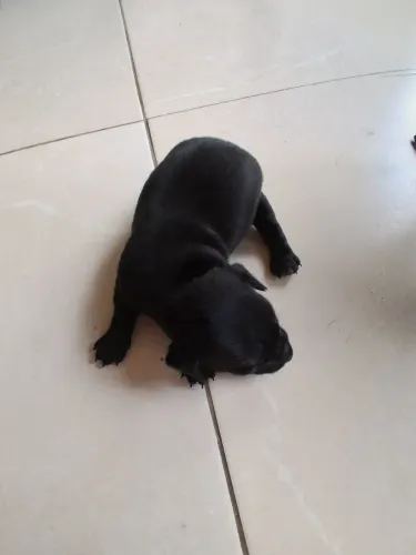 Vendo pincher n. 01 macho todo pretinho 