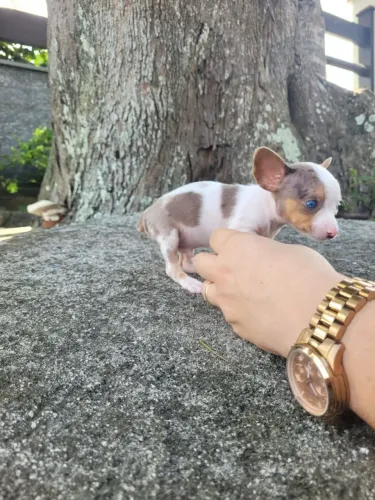 Pinscher 