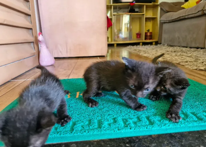 Filhotes de gato