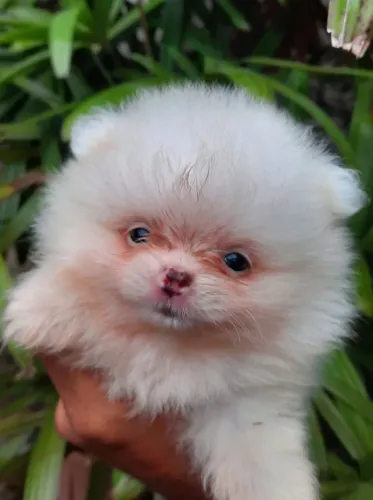 Filhotes spitz alemão branco