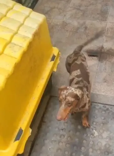 Dachshund adulto (PADREADOR) Alerquim Chocolate com olhos claros