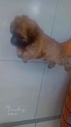 Poodle toy original