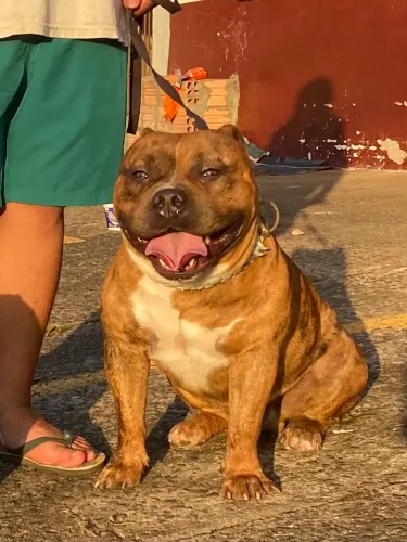 American bully disponível para cobertura 