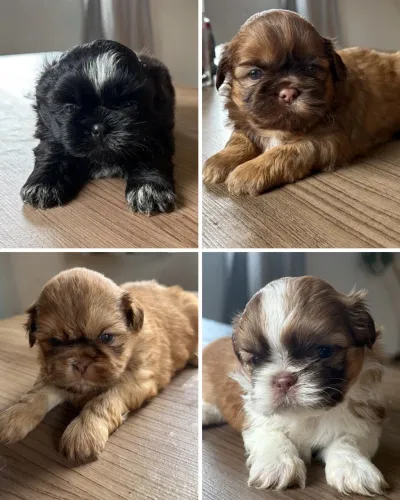 Machinhos shihtzu disponíveis 