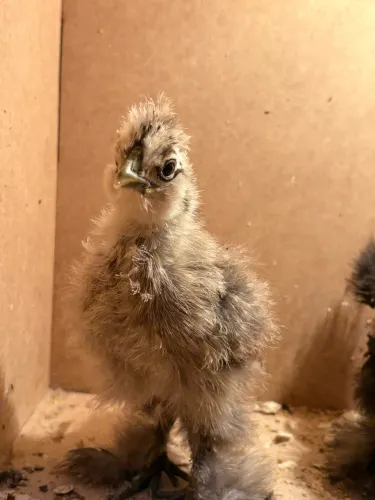 Franguinhos galinha Sedosa Japonesa Frango