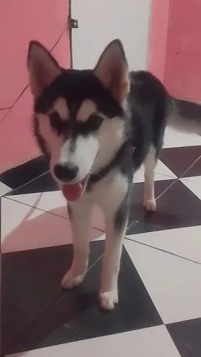 Vendo husky