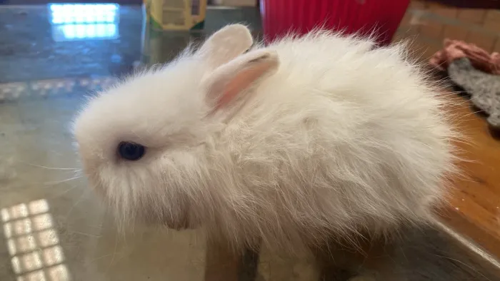 Filhotes de coelhos disponíveis 