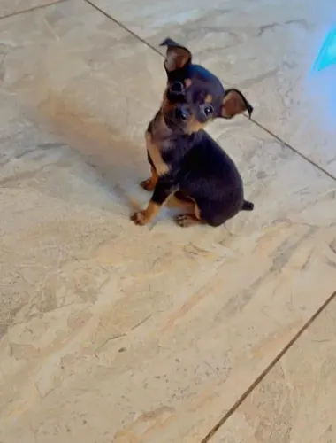 Pinscher 01 fêmea