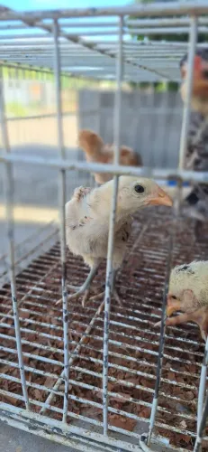 Pintinhos Filhotes de Galinha Carijó e Rodilan Saudáveis
