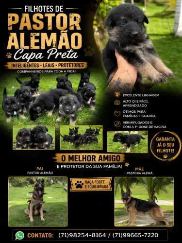 Filhotes de pastor alemão capa preta 