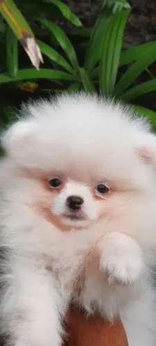 Lulu da pomerânia