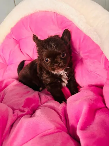 Chihuahua macho chocolate