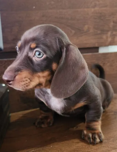 Dachshund Chocolate a Pronta Entrega! 