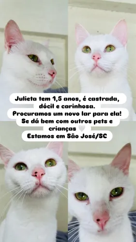 Adoção Gata Julieta