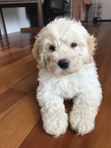 Poodle Fêmea - Última Disponível Antes de Encontrar Seu Novo Lar