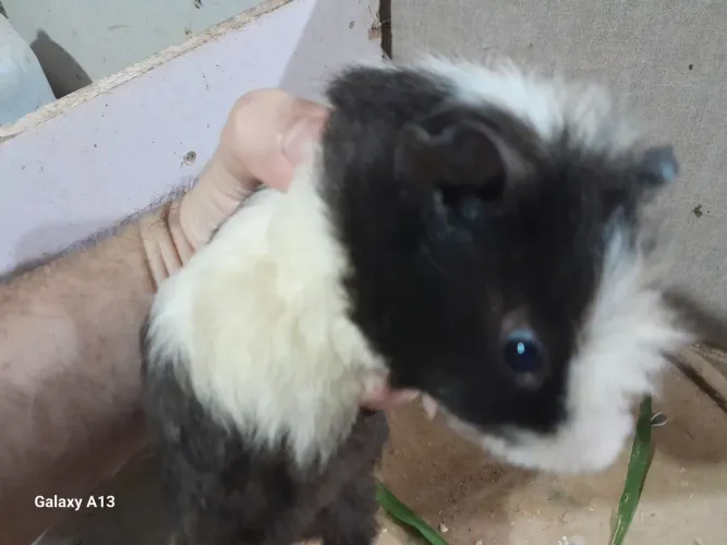 Porquinho da india raca textel