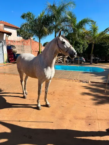 Cavalo
