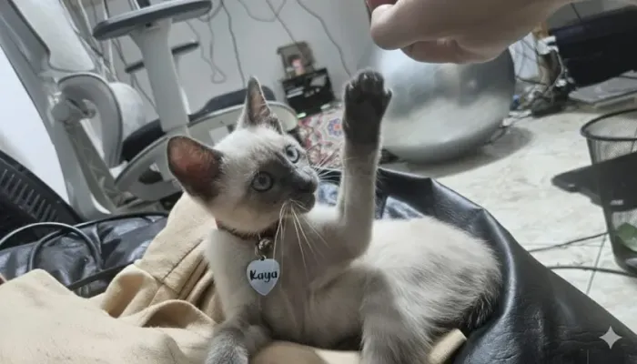 doacao gata siamesa de 4 meses