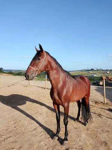 Garanhão campolina com registro, animal com 2 prêmios em pista