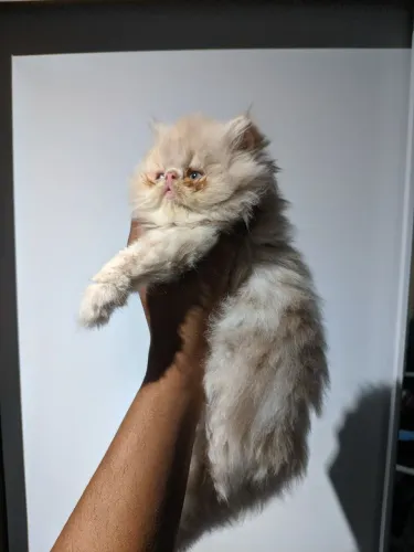 Filhote de gato persa macho