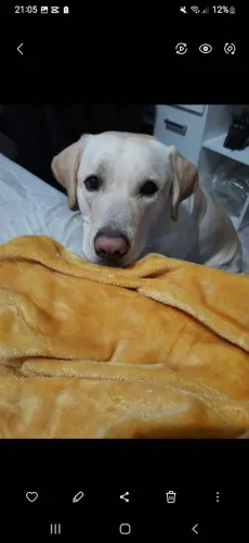 Doação de labrador 