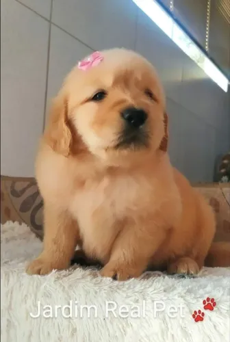 Golden Retriever lindos filhotes Macho e Fêmea para reserva.Pagamento 2x Pix.Ler anúncio