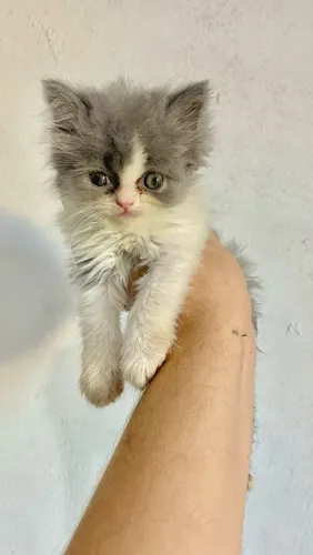 FILHOTE DE GATINHO PERSA PURO