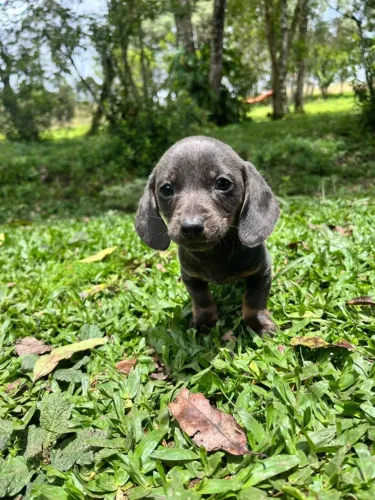 Dachshund kaninchen macho