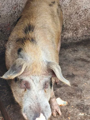 Porco inteiro 