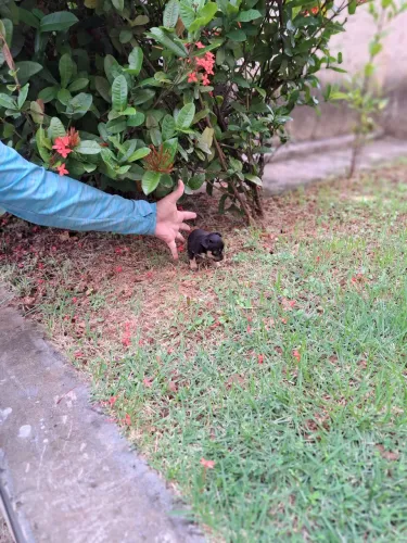 Pinscher 0 lindos parece um ratinho 
