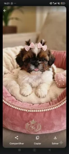 Shih-tzu com 58 dias vermifugado