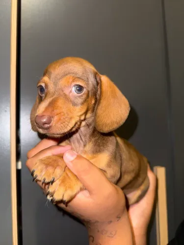 Basset dachshund fêmea maravilhosa 