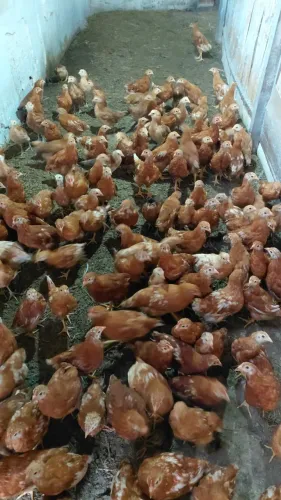 LOTE 50 POEDEIRA COM 70 DIAS