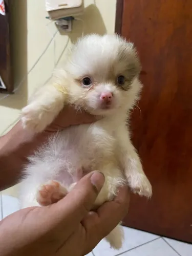 Spitz alemão 