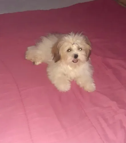 Shih tzu  mine fêmea 