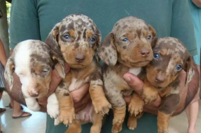 Dachshund adorável para momentos felizes juntos