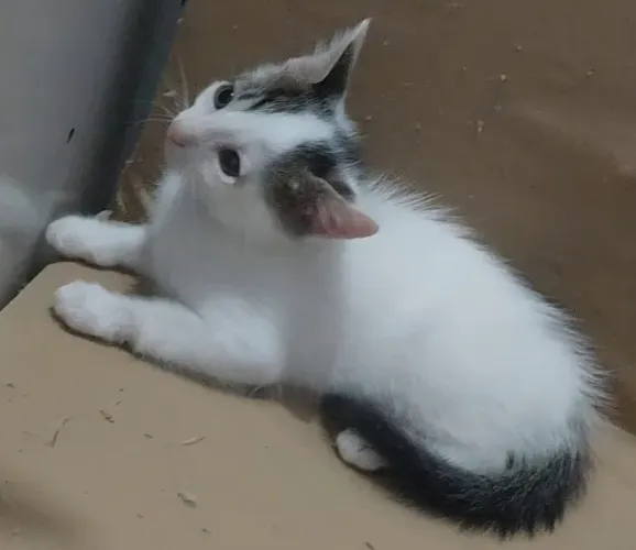 Doa Gatos machos filhotes lindos de viver