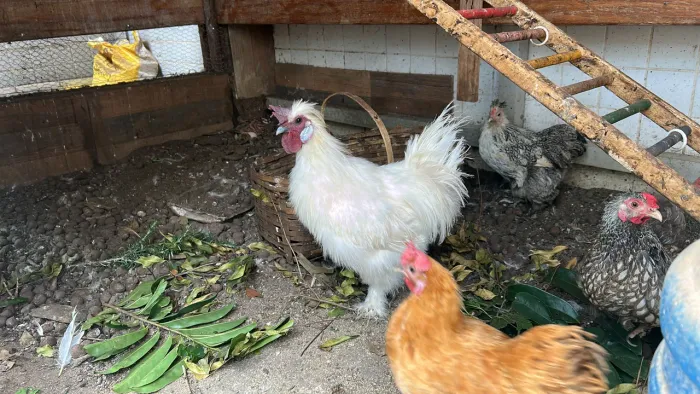 Casal galinhas sedosa do Japão 