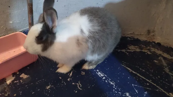 Coelho raça mini holandês fêmea 