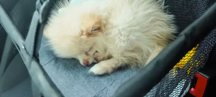 Spitz Alemão Anão Raro (Olhos Verdes) + Pedigree + Microchip + Kit