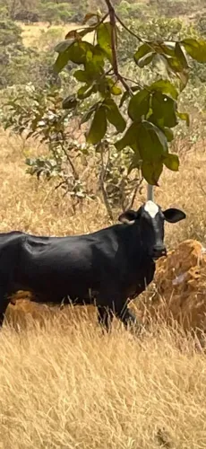 Vendo vaca nova de primeira cria