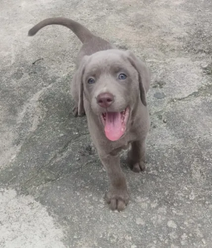 Labrador fêmea