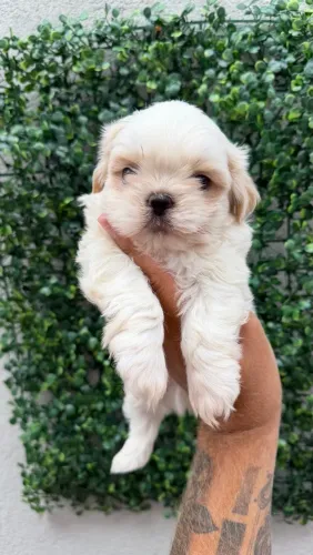 Lindos filhotes de shih tzu machinhos mini 